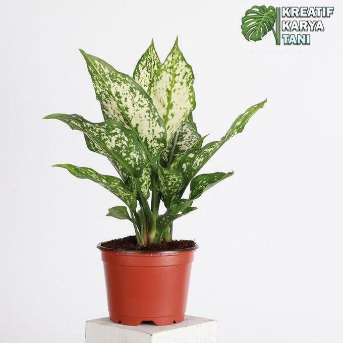 Promo Tanaman hias aglonema snow white - Aglonema snow white COD