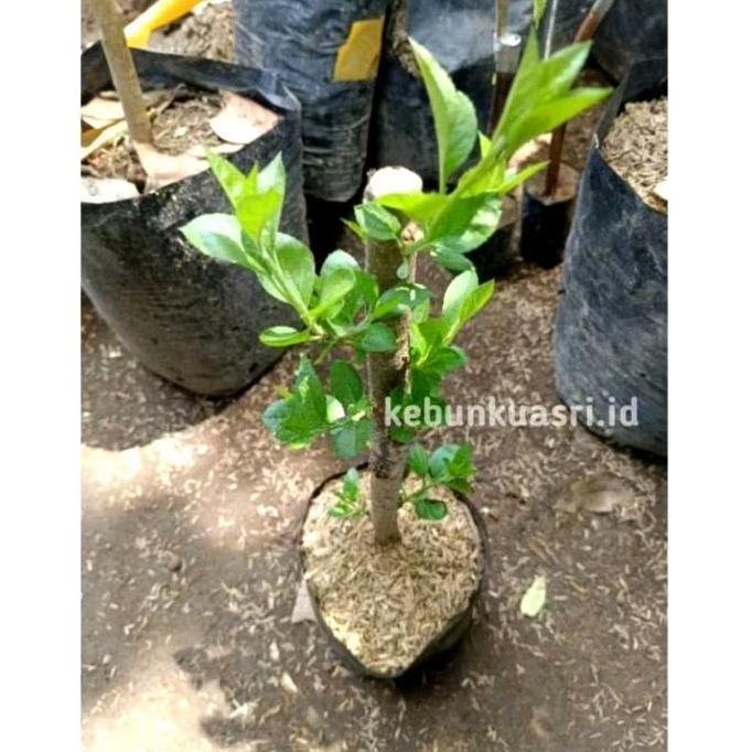 Bibit Apel fuji hasil Cangkok batang besar