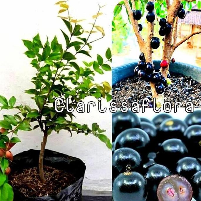 READY STOK pohon buah anggur Brazil sudah siap berbuah