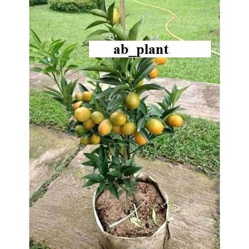 Bibit jeruk kimkit madu sudah berbuah super
