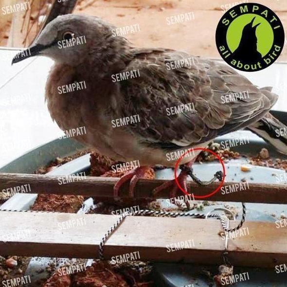 Sempati Tali Kaki Perkutut Tali Kaki Burung Perkutut Derkuku Puter Tali Burung Perkutut Tekukur Peng