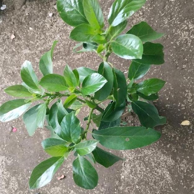 BIBIT ALPUKAT MARKUS - MENTEGA JUMBO HASIL OKULASI BATANG BESAR SIAP BERBUNGA TAMAN TANAMANA BIBIT P