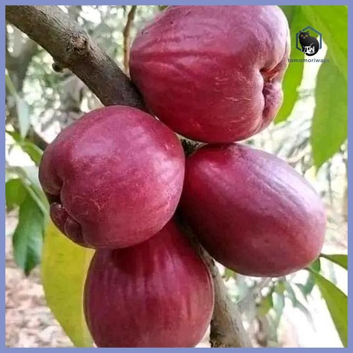 BIBIT TANAMAN JAMBU DERSONO/JAMAIKA CANGKOK SUPER TAMAN TANAMANA BIBIT PEKARANGAN HIASAN BUAH BUNGA