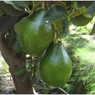 BISA BERBUAH DI POT bibit biji buah alpukat