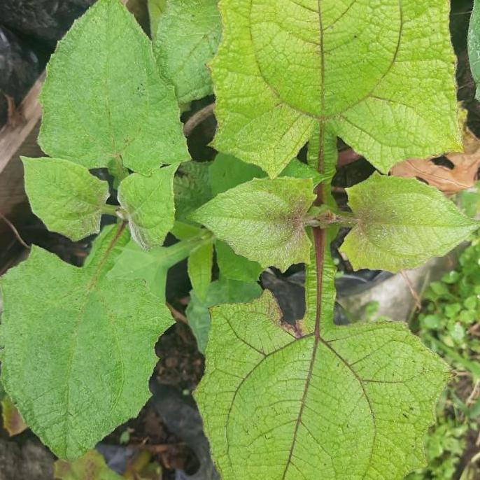 BISA BERBUAH DI POT Bibit Yacon, Tanaman Insulin, Tanaman Umbi Yacon