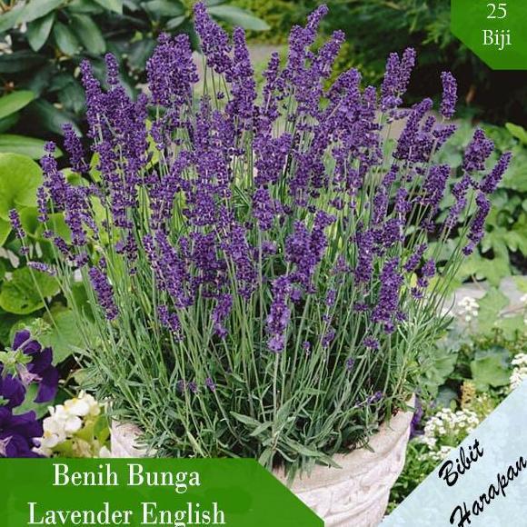 Bibit Benih Bunga Lavender English Bibit Benih Tanaman