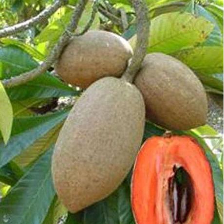 bibit tanaman buah mamey sapote mudah berbuah