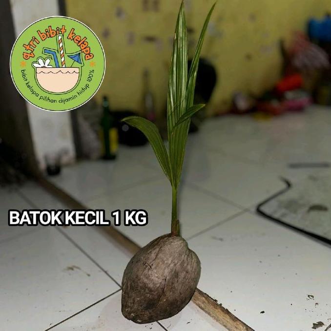 bibit kelapa kopyor jelly thailand cepat berbuah bersertifikat resmi original