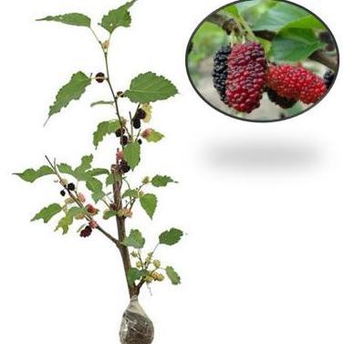 tanaman bibit buah murbei (sudah berbuah)