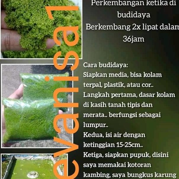 bibit wolffia 50-150 gram benih wolfia