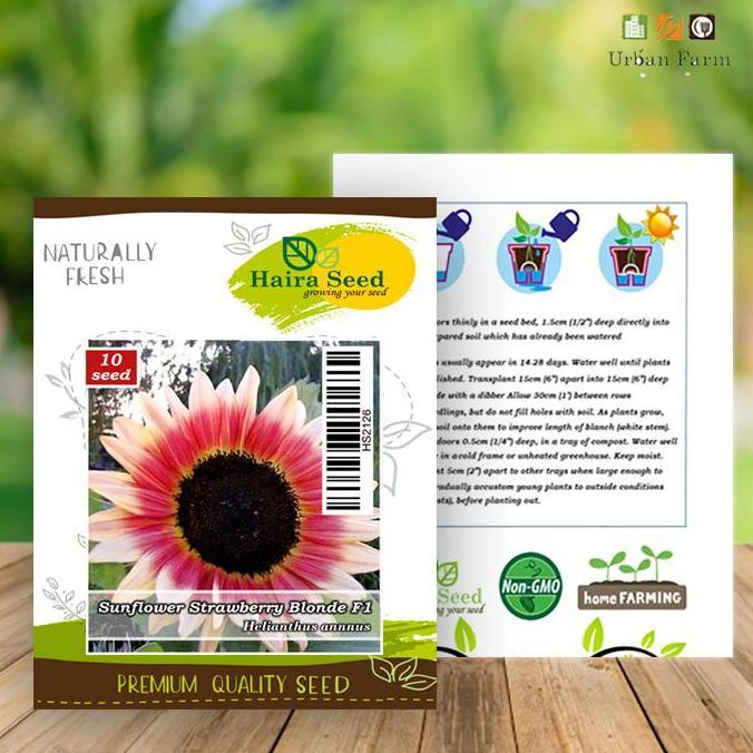 Benih-Bibit Bunga Matahari Strawberry Blonde F1 (Haira Seed)