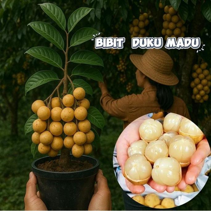 bibit duku madu Thailand cepat berbuah