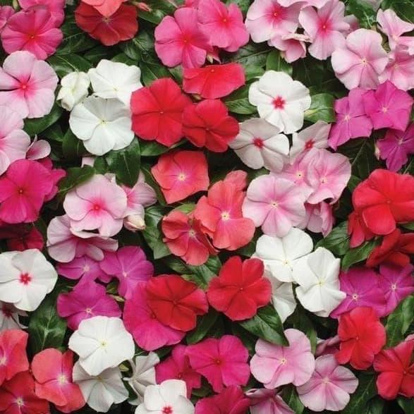 Bibit Benih Biji Bunga Gantung Vinca Mix Warna Tapak Dara Mudah Tumbuh