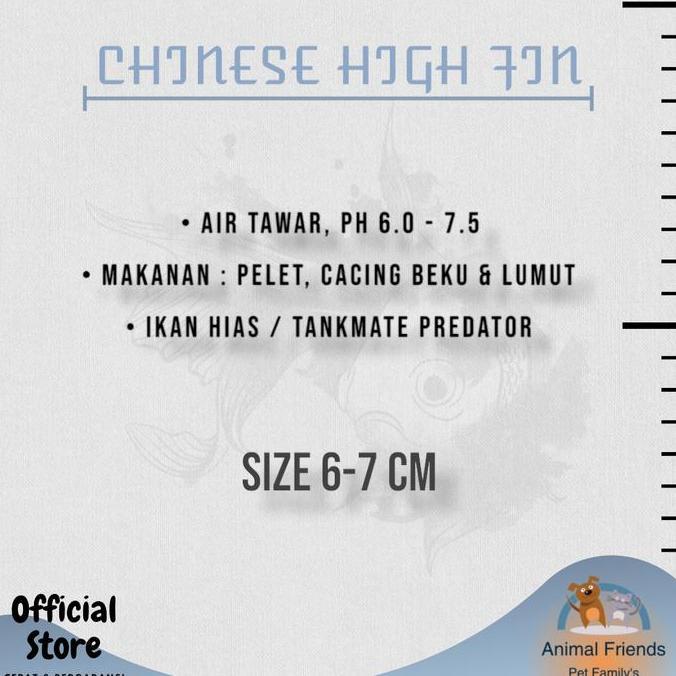 Spesial Ikan Hias Chinese High Fin / Chf
