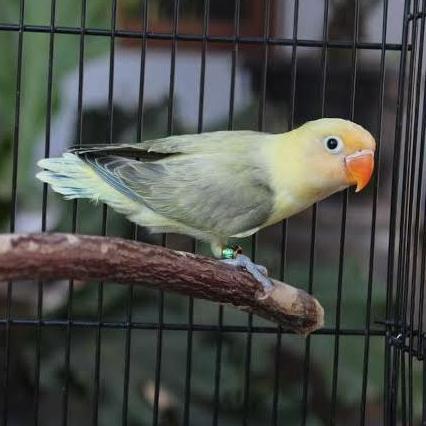 Lovebird Pb Ewing /Lovebird Murah
