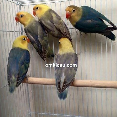 Lovebird Parblue Garansi Termurah