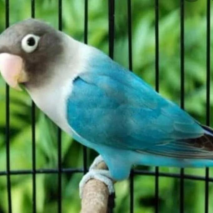 Burung Lovebird Cobalt Dewasa Jantan/Betina