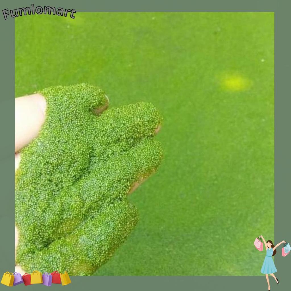 Teratas Wolfia 5 Ons & 1Kg Wolffia