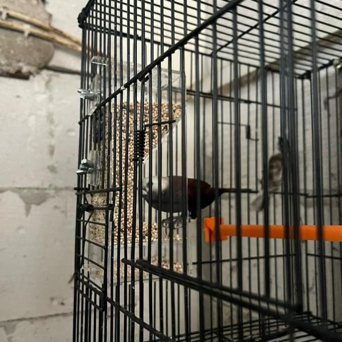 Dispenser Pakan Burung Finch Gould Amadine Kenari Emprit Jepang Gelatik Perkutut dll