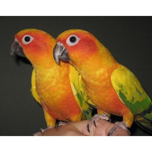 VERSELE LAGA FORMA DROPS 15 ML VITAMIN TETES MATA BURUNG MENJADIKAN MATA BURUNG LEBIH JELAS