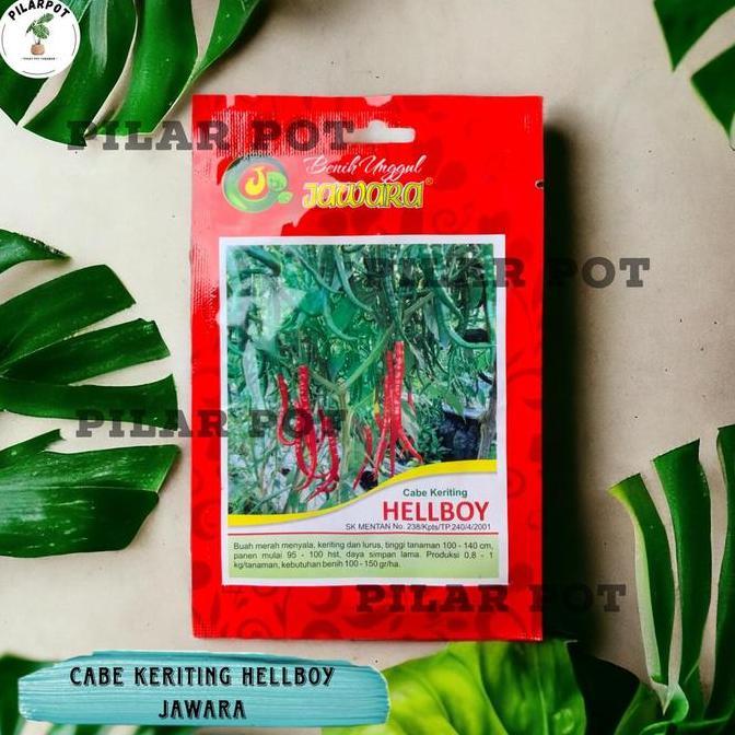 Benih Bibit Cabe Keriting Benih Unggul Jawara - CABE KERITING HELLBOY
