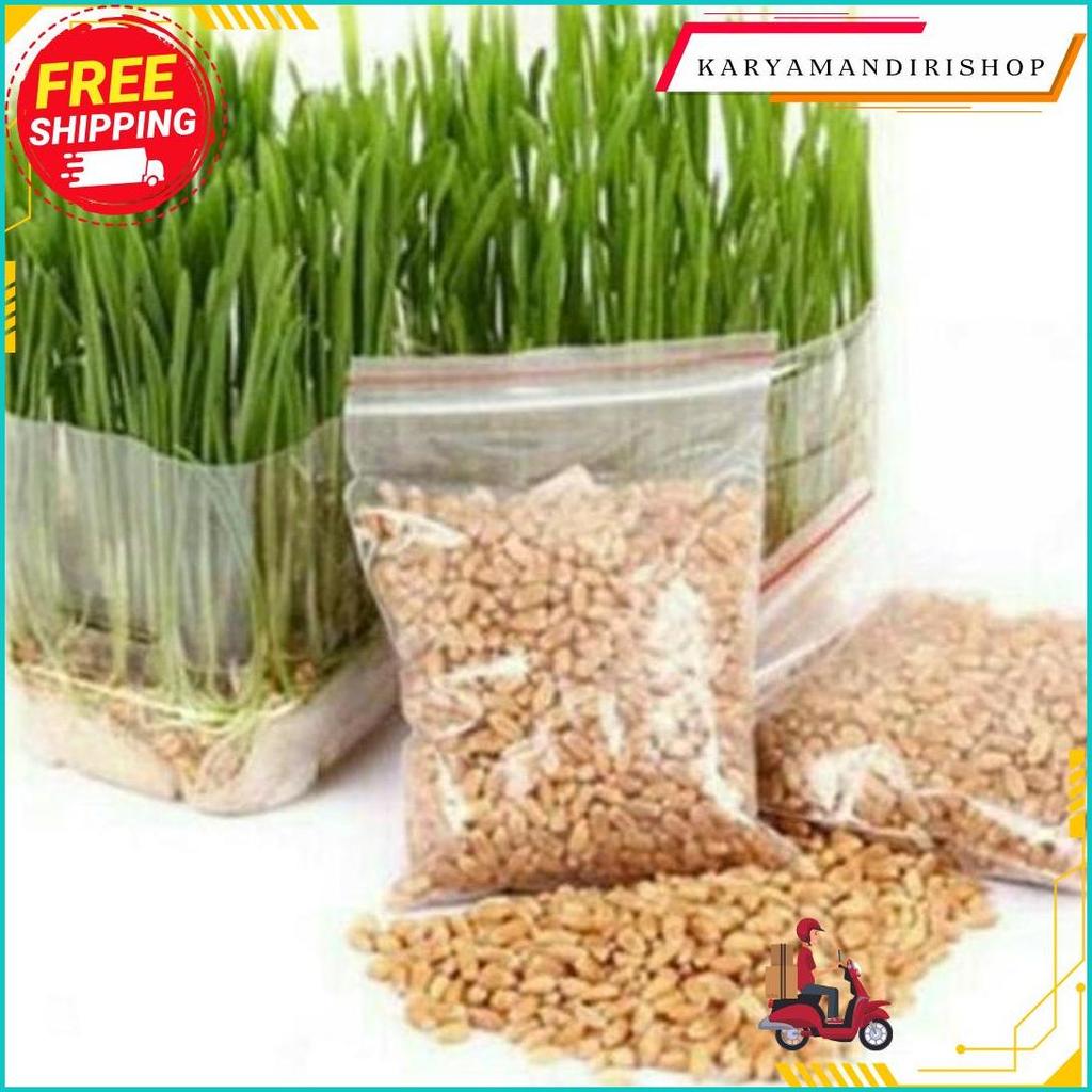 Bibit Wheatgrass Biji Rumput Gandum 500Gr Terlaris
