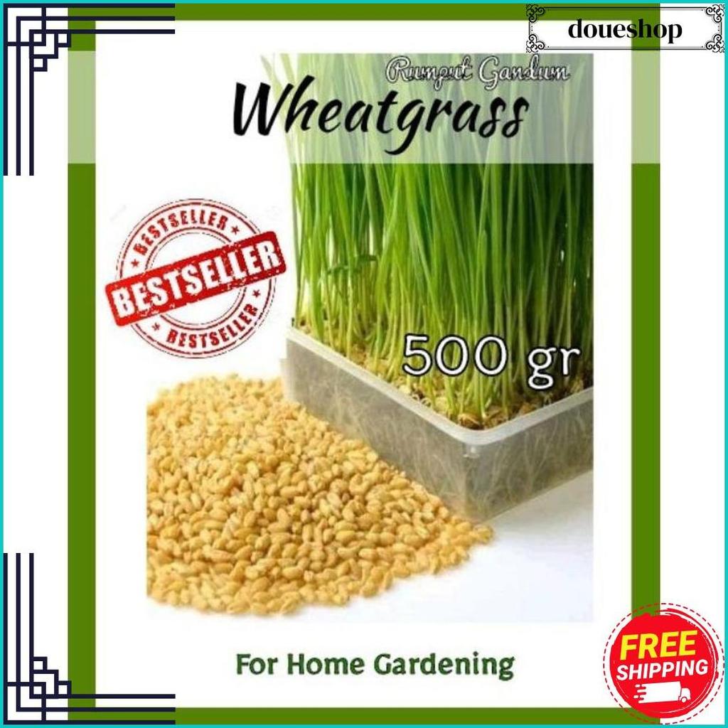 Bibit Wheatgrass Biji Rumput Gandum 500Gr Siap Kirim