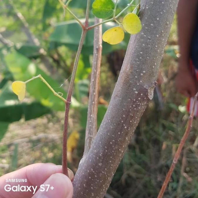 New- Stek 5 batang pohon kelor merah tanaman herbal