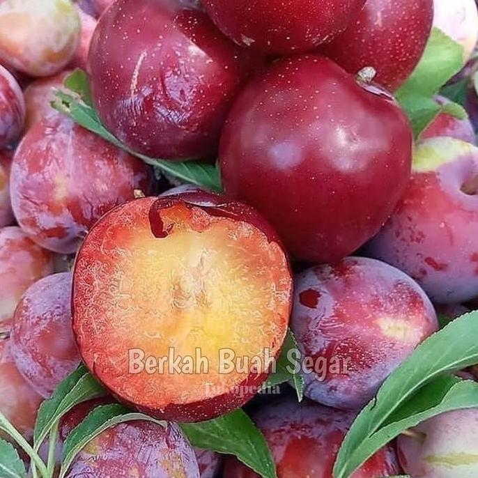 Terlaris Buah Plum Merah Segar (1Kg)