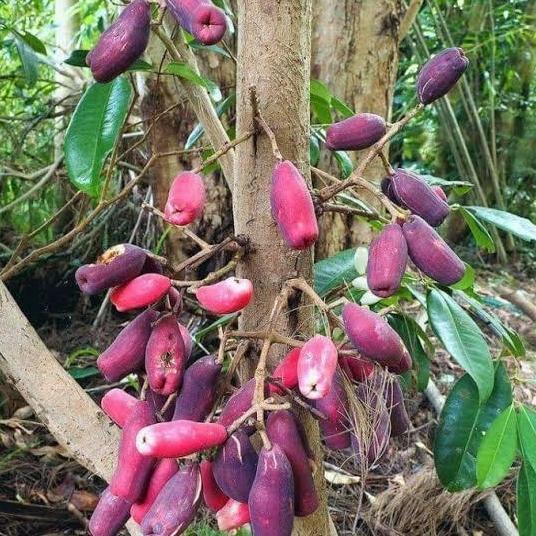 Terlaris Tanaman Langka Jambu Irian Bira Papua