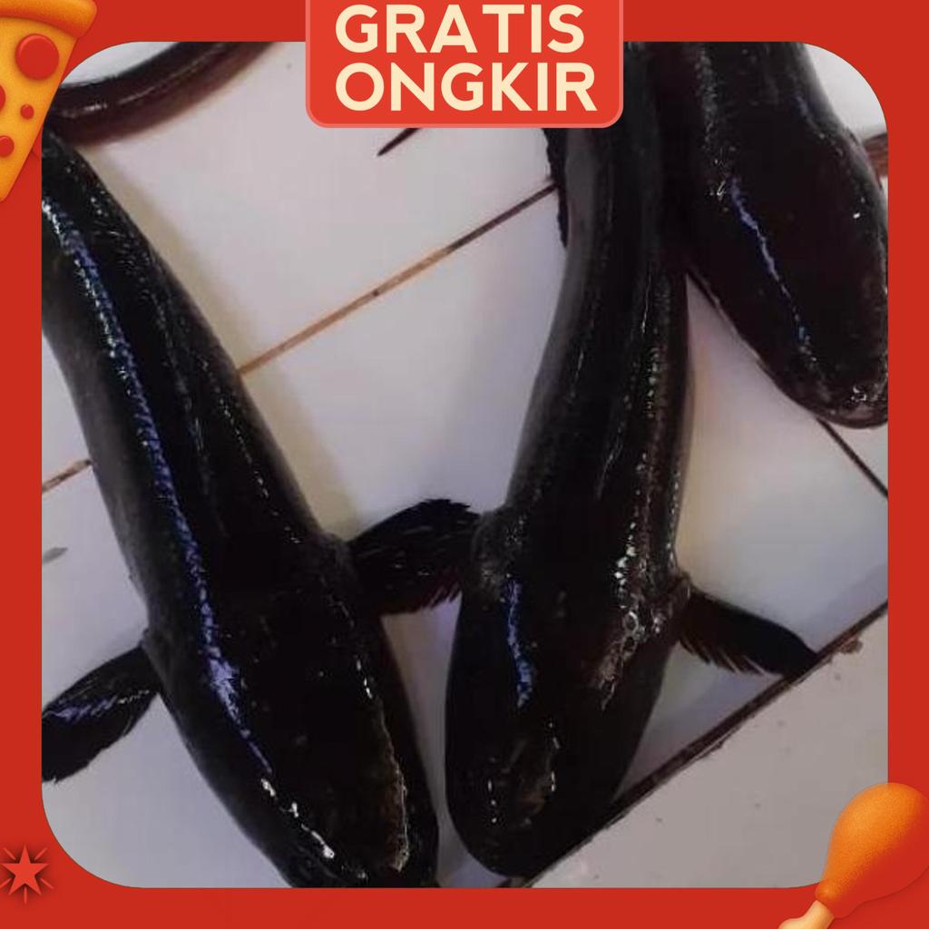 Ikan Gabus Hidup Segar Fresh 1 Ekor