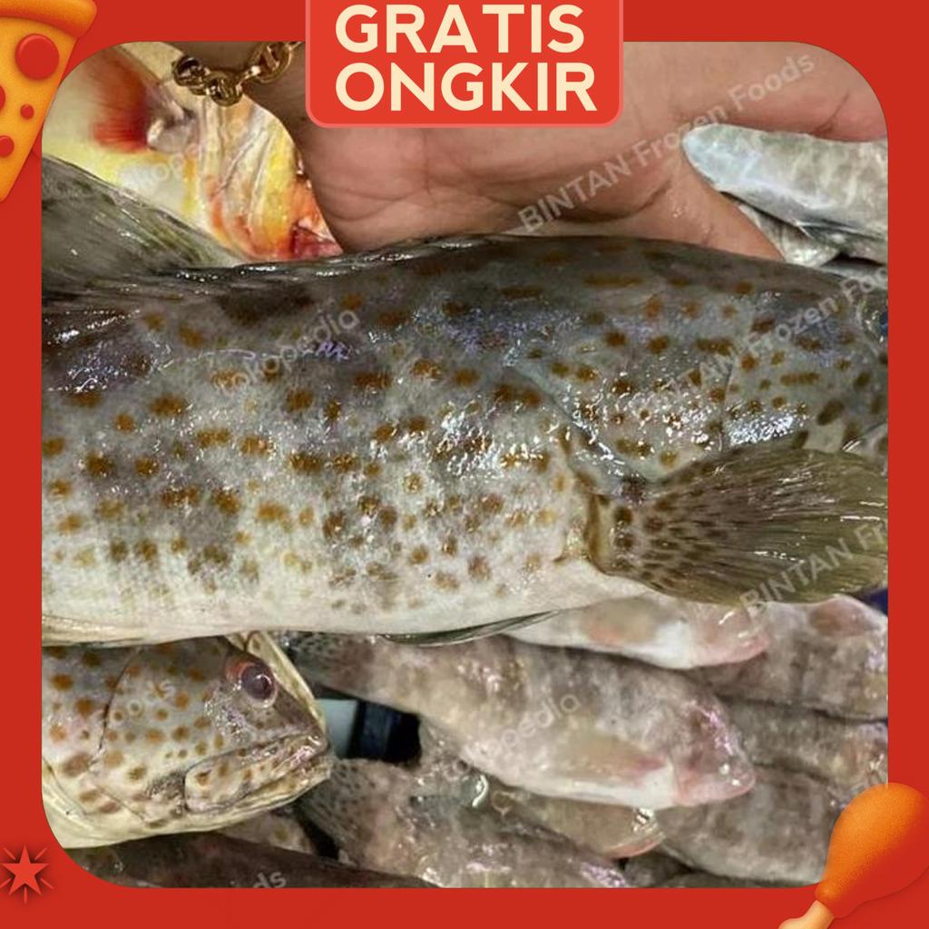 Ikan Kerapu Balong Kerapu Macan Segar Fresh 1 Kg