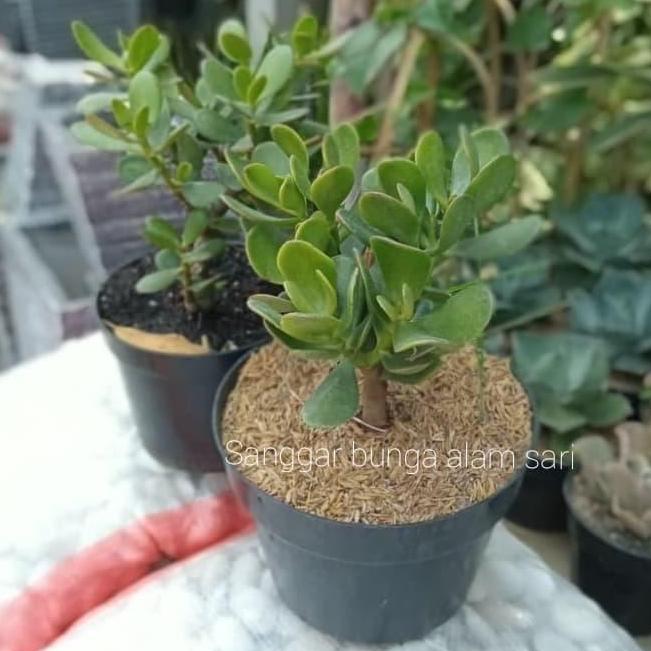 Tanaman Hias Kaktus Jade Plant Hijau Besar + Pot