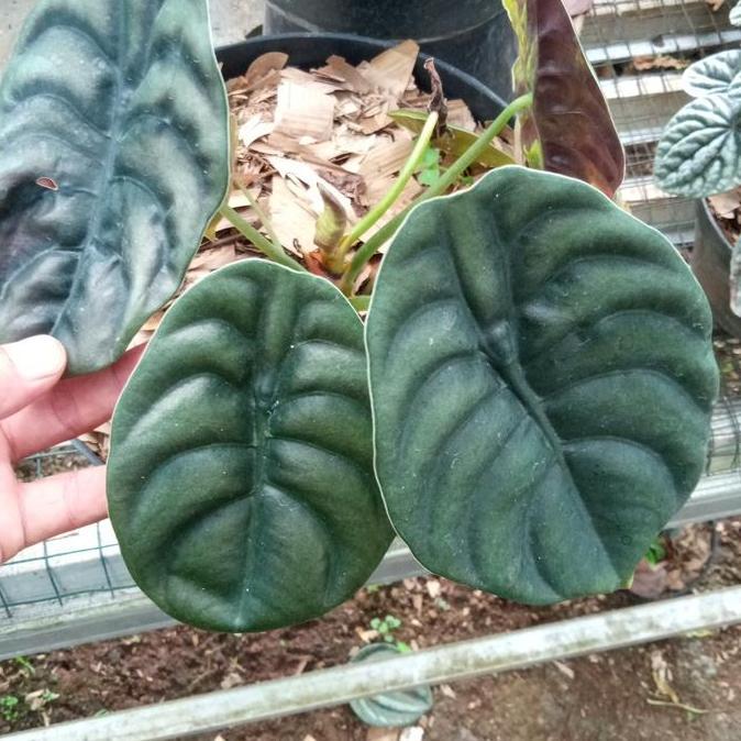 tanaman hias baby alocasia cuprea/ bibit alocasia cuprea