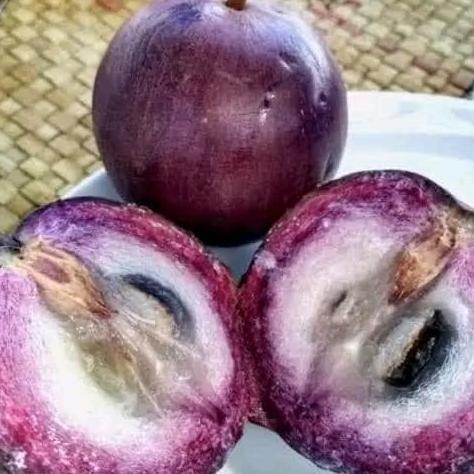 bibit kenitu ungu apel tinggi 60cm UP cepat berbuah hasil okulasi.