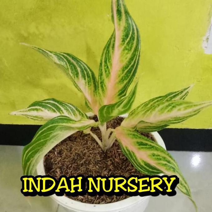 bunga aglonema sunset bibit bunga aglonema sunset