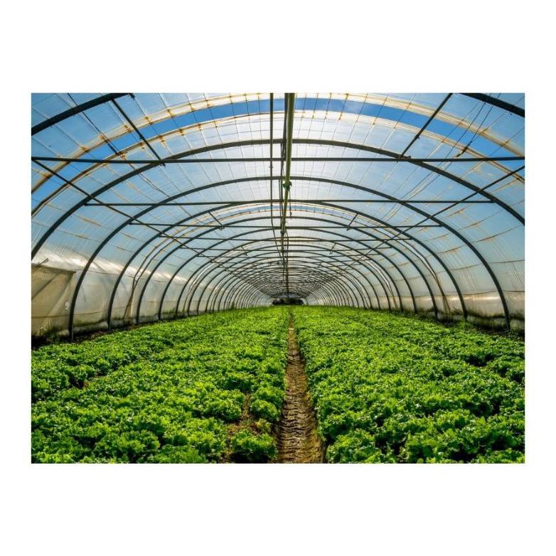 Bisa Cod Plastik Uv Juara Lebar 6 Meter Per Rol 100M/Uv 14% ><