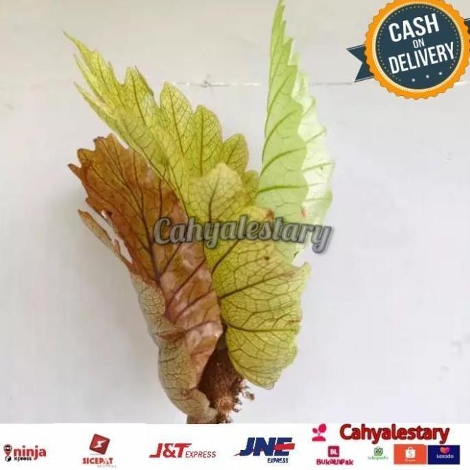 Tanaman hias Kadaka Aglaomorpha/Tanaman hias dinding