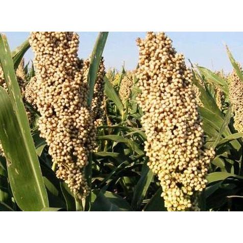 ( 1 Kg ) Benih Sorgum Putih | Batang Manis