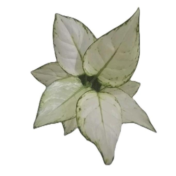 Benih bunga aglonema super white