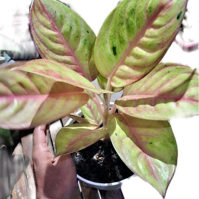 benih bunga aglonema Rengganis