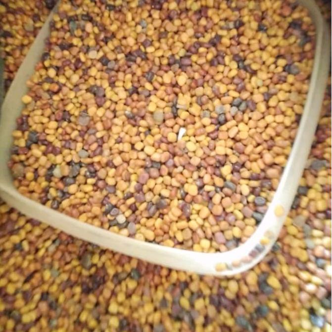 1 KILOGRAM BIBIT KACANGAN CM Calopogoniun Muconoides, Sebagai LCC pada Lahan Kelapa Sawit