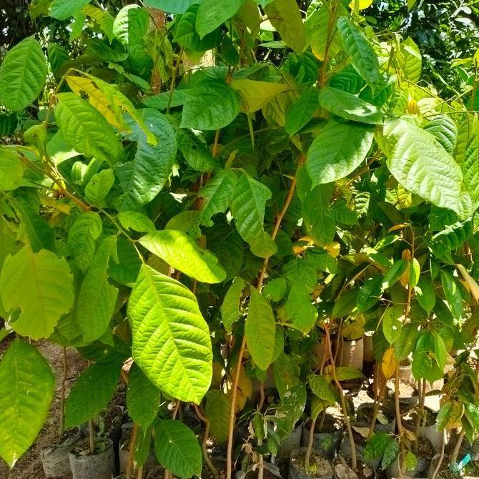 Bibit Pohon Buah Langsat/ Kokosan