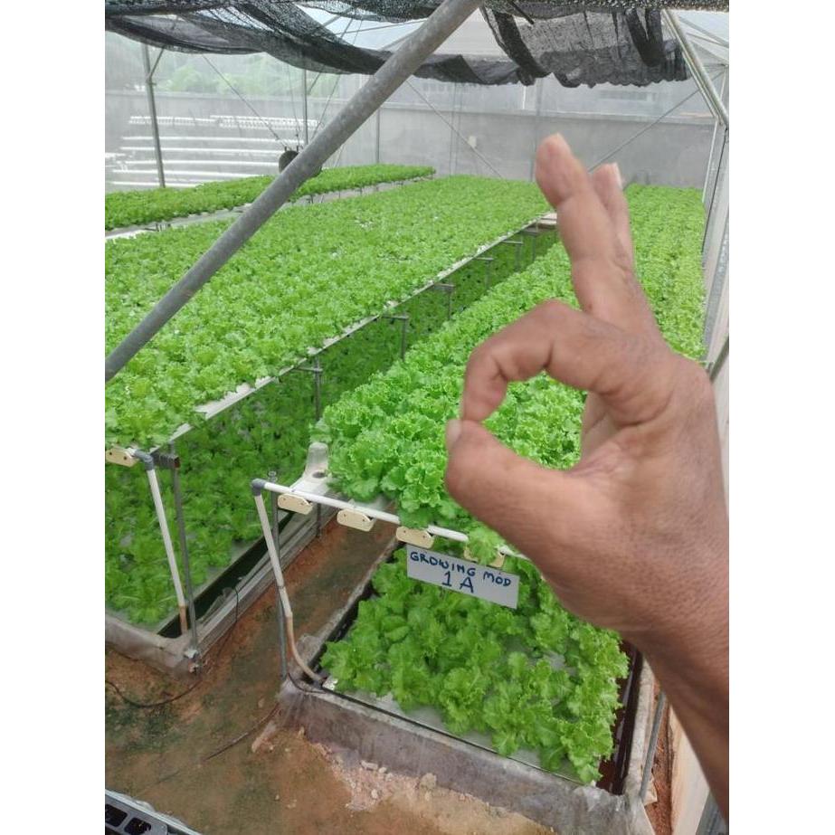 Benih Selada Lettuce Batavia Brava Indoseed Enza Zaden Indo Seed 1 Gr