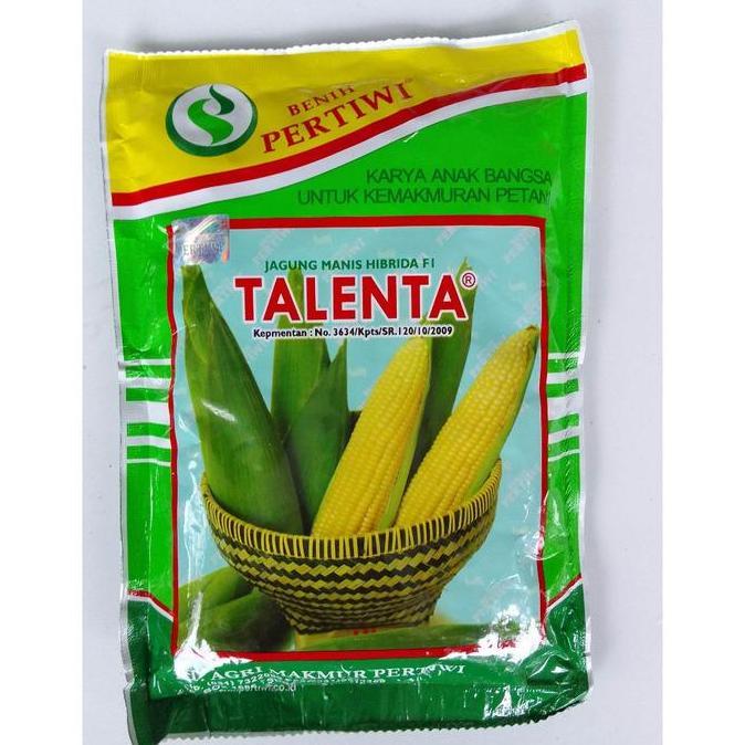 TERMURAH - Benih jagung TALENTA F1 250gram jagung manis hibrida TALENTA dari benih pertiwi jagung ma