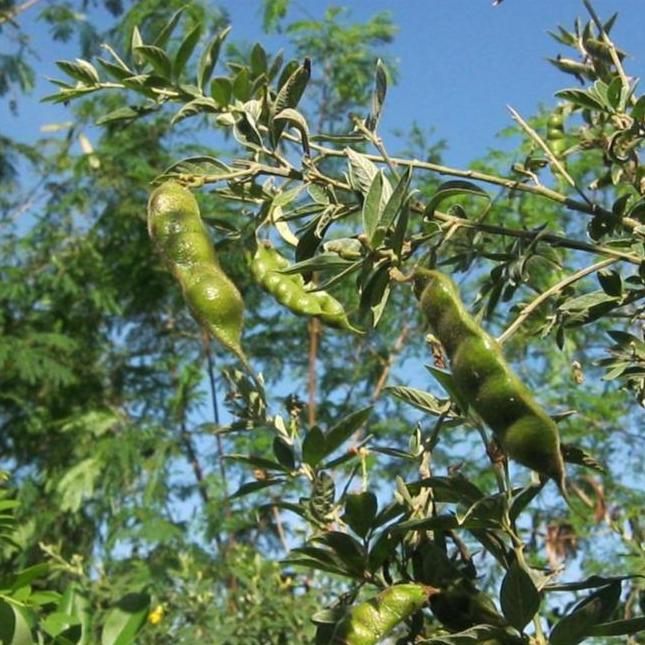 ( 1 Kg ) Benih Biji Kacang Gude | Kacang Hiris | Kacang Kayo | Undis | Pigeon Pea