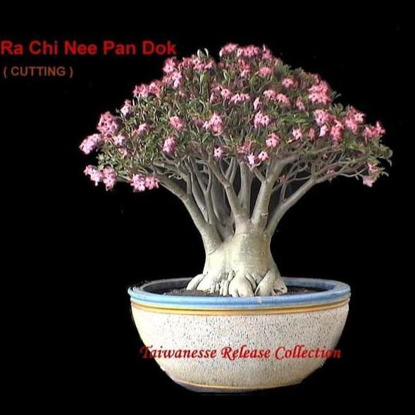 Benih / Bibit / Biji RCN Adenium Arabicum Rachinee 10 Biji