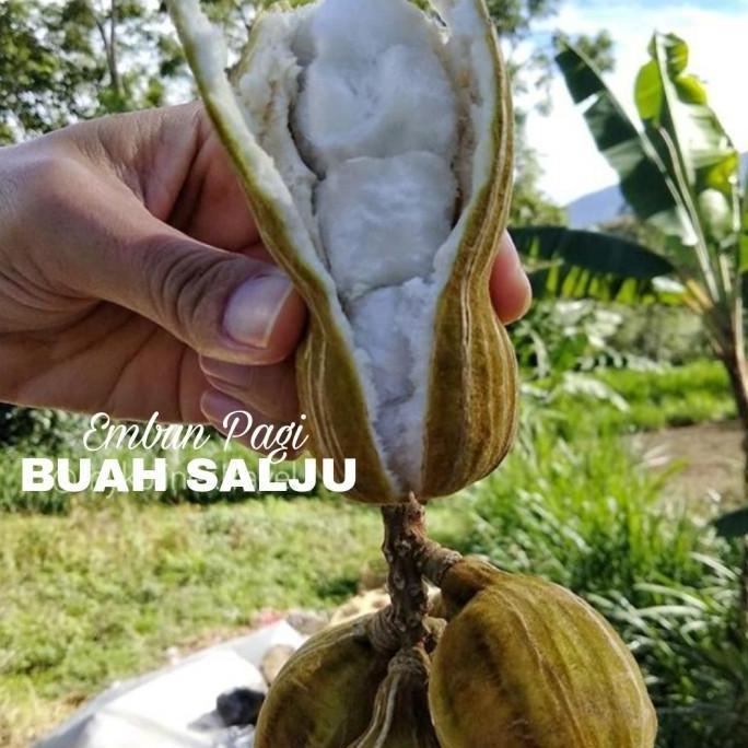 Bibit Buah Salju Asli Khas Bali Jaminan Manis dan Valit