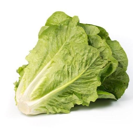 BENIH SELADA ROMAIN MAXIMUS RZ (Rijk Zwan) - Repack 100