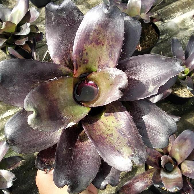 bromelia black ninja